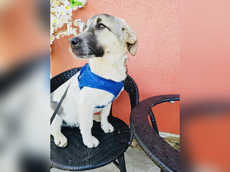 Joy sehr lieb und verschmust