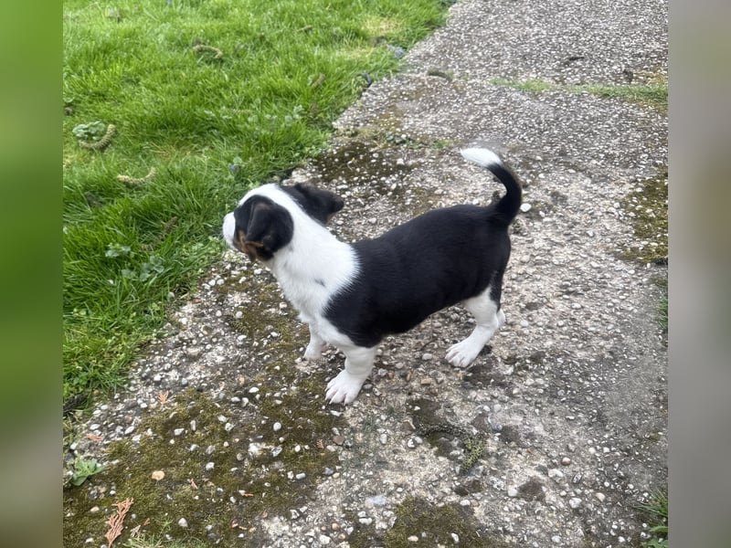 Dackel/ Jack Russel Mix Cosmo