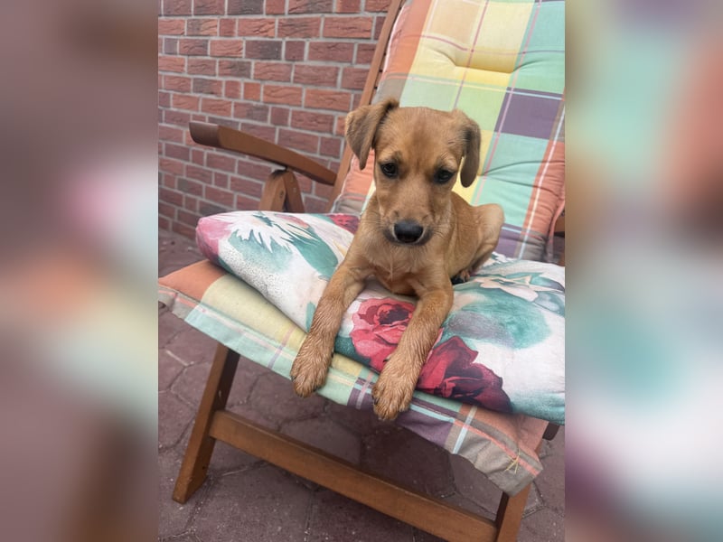Ida ein Dackel Pinscher Mix Mädchen