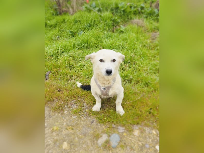 Panda eine liebe Hündin