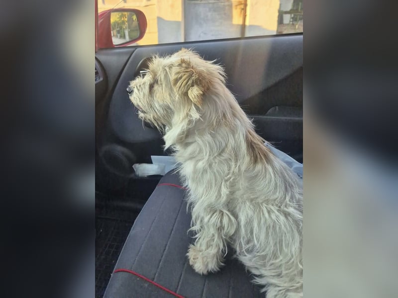 Norfolk Terrier Mix Mädchen Chara