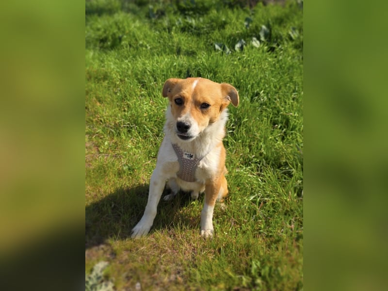 Willi sucht ein Zuhause