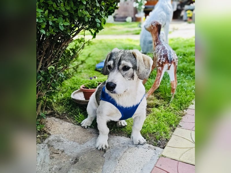 Basset Mix Karam sucht ein Zuhause