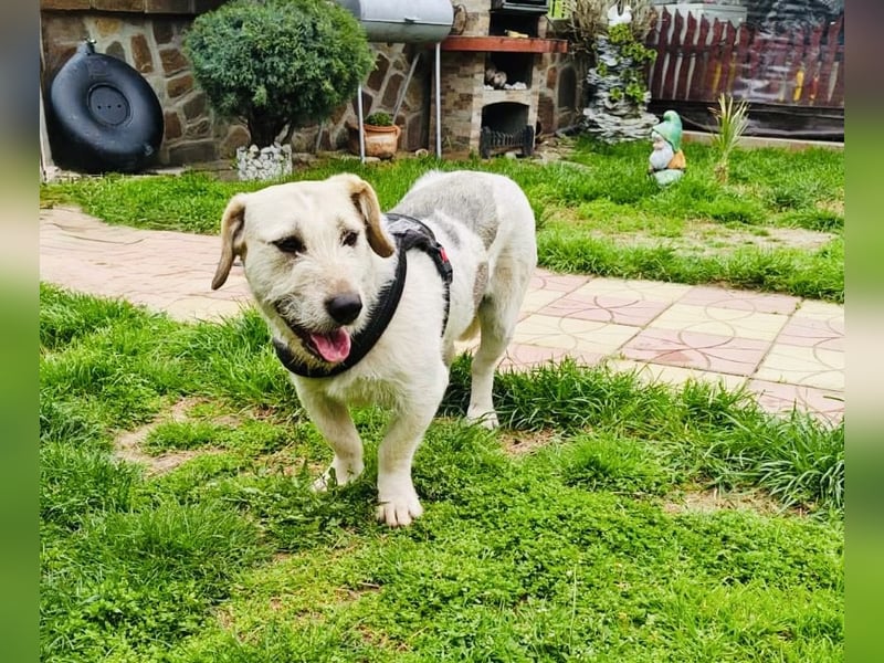 Irma eine Seele von Hündin