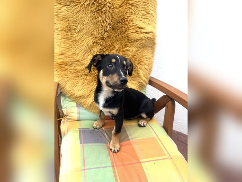 Leo ein kleiner Dackel Pinscher Mix