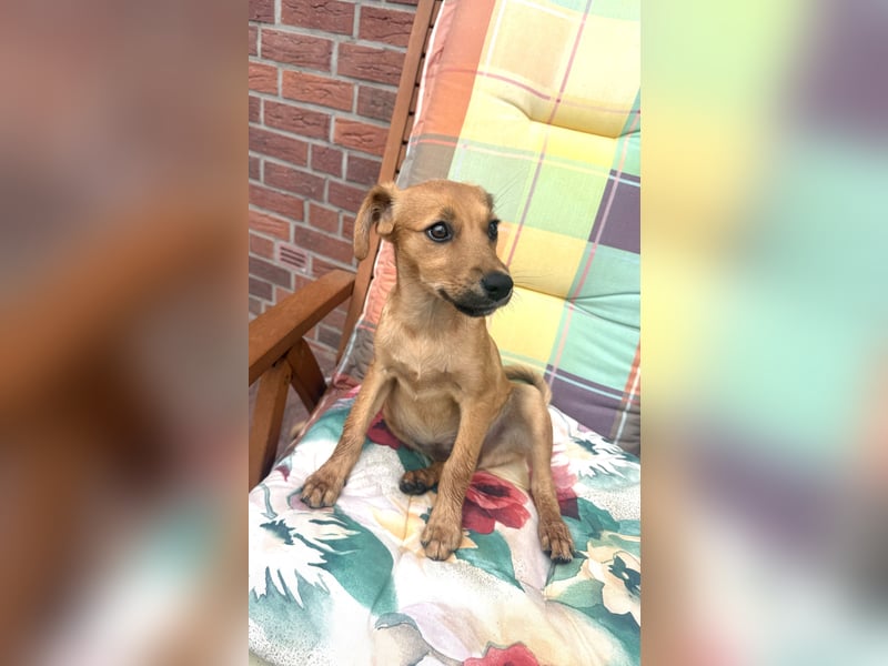 Ida ein Dackel Pinscher Mix Mädchen