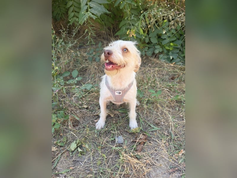 Parson Jack Russel Mix Gero