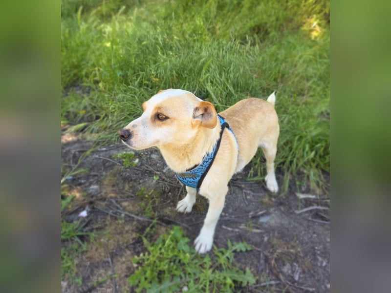 Jack Russel Mix Mädchen Jackie