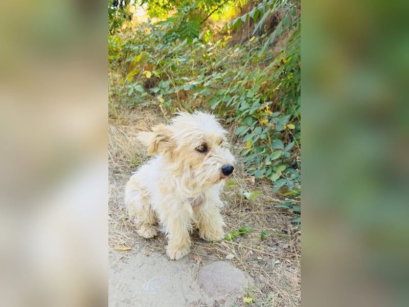 Norfolk Terrier Mix Mädchen Chara