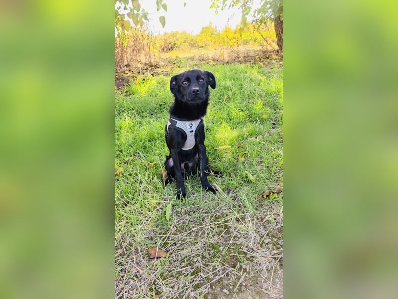 Blacky ein super liebes Kerlchen