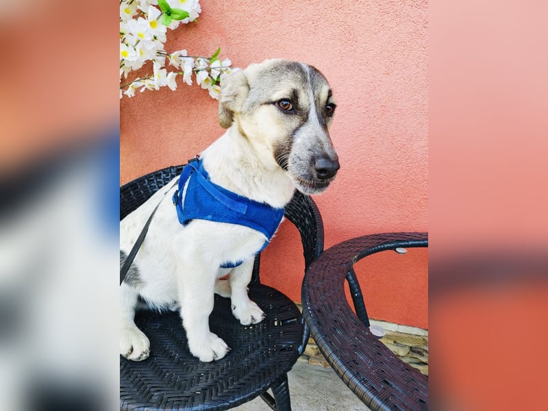 Joy sehr lieb und verschmust