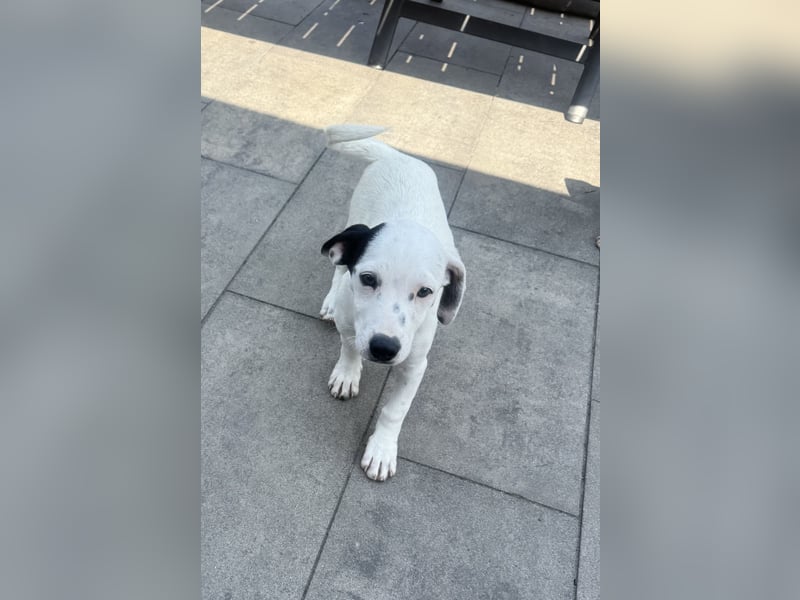 Dalmatiner/Jack Russel Mix Calimero