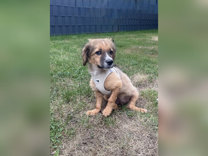 Zwergenkind Willi sucht eine Familie