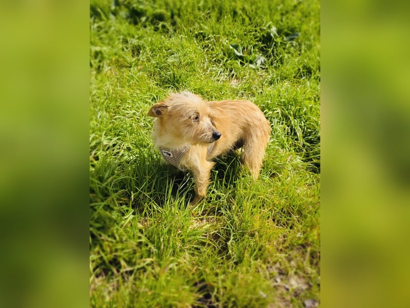 Jana ein Yorkie Mix sucht ein Zuhause