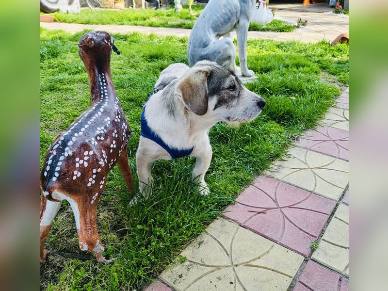 Basset Mix Karam sucht ein Zuhause