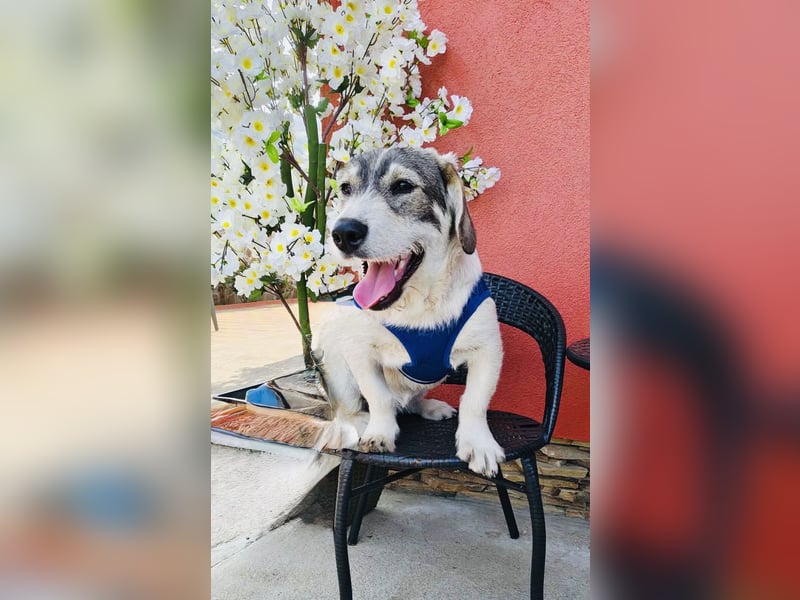 Karam sucht ein Zuhause