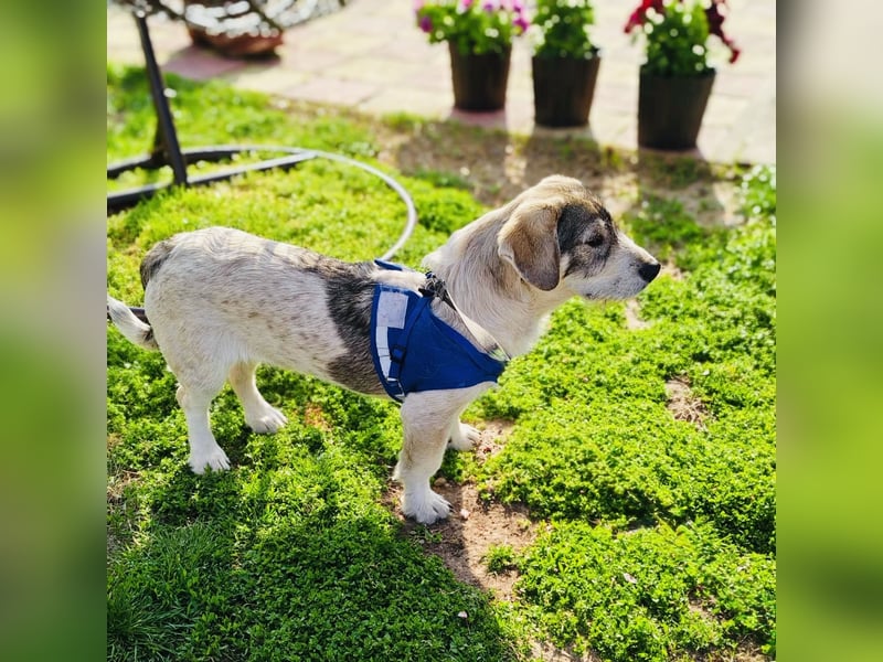 Basset Mix Karam sucht ein Zuhause