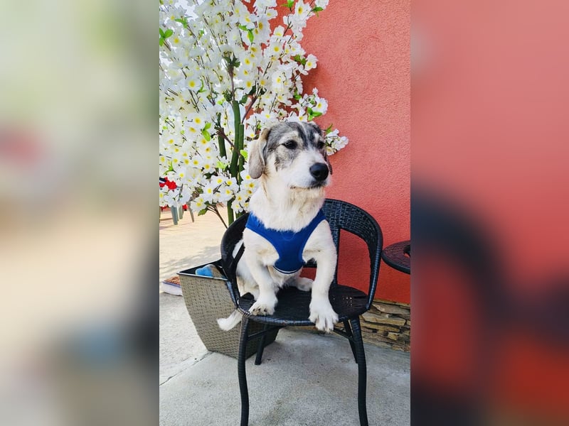 Karam sucht ein Zuhause