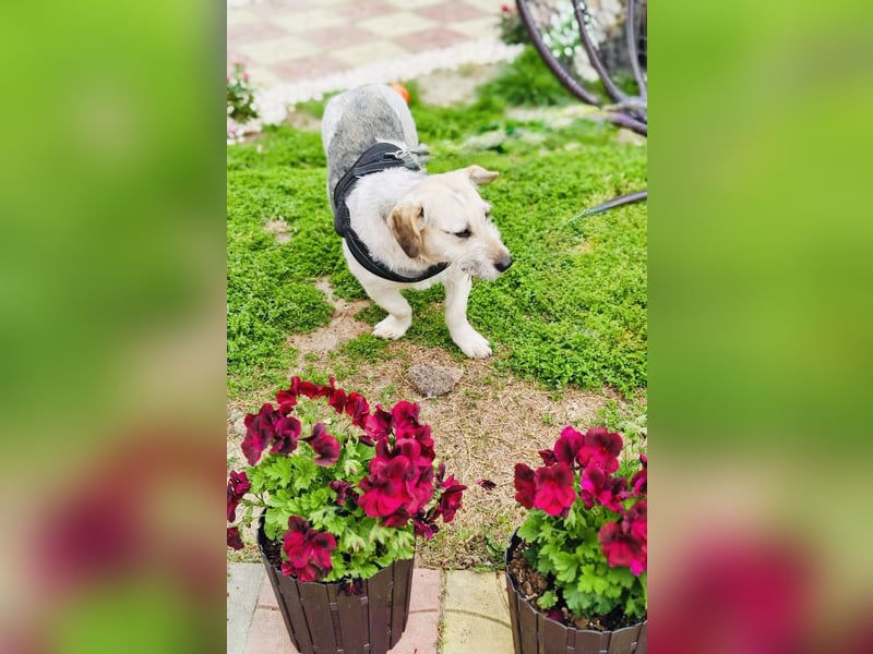 Irma eine Seele von Hündin