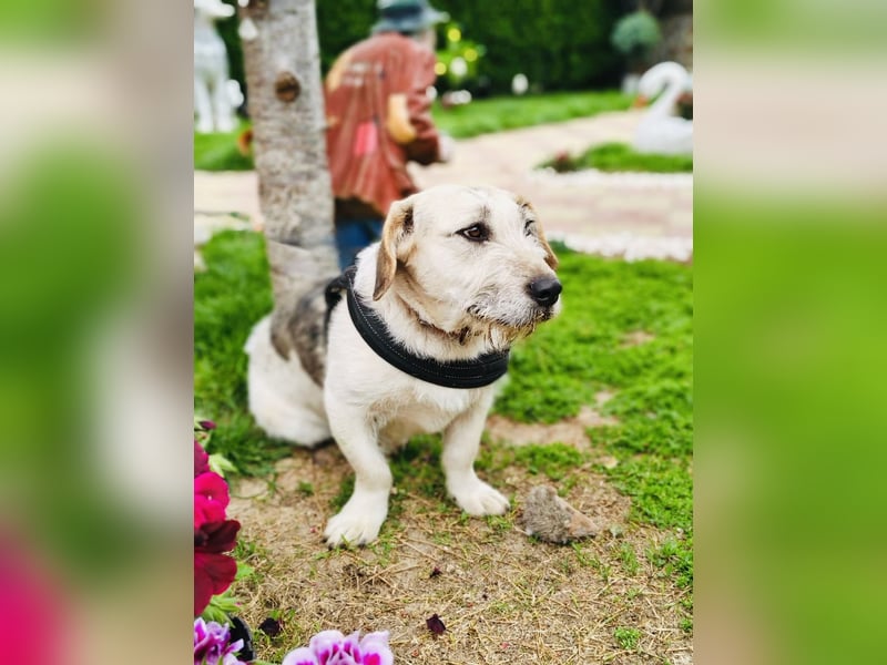 Irma eine Seele von Hündin