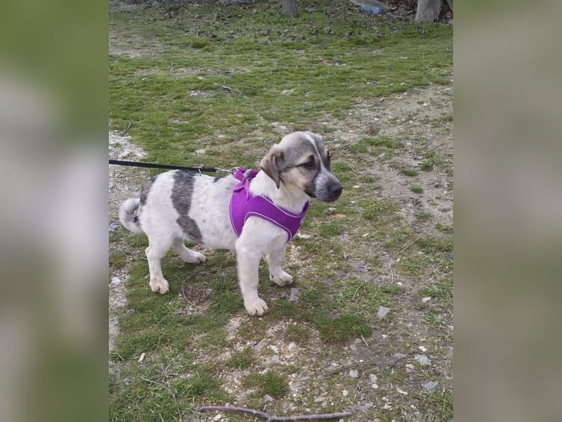 Beagle Mix Joy sucht eine Familie