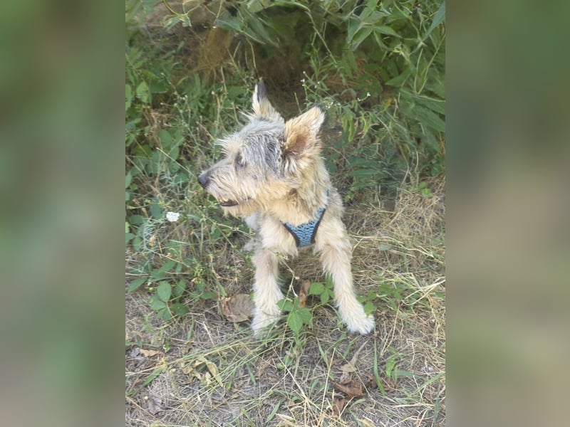 Cairn Terrier Mix Benji