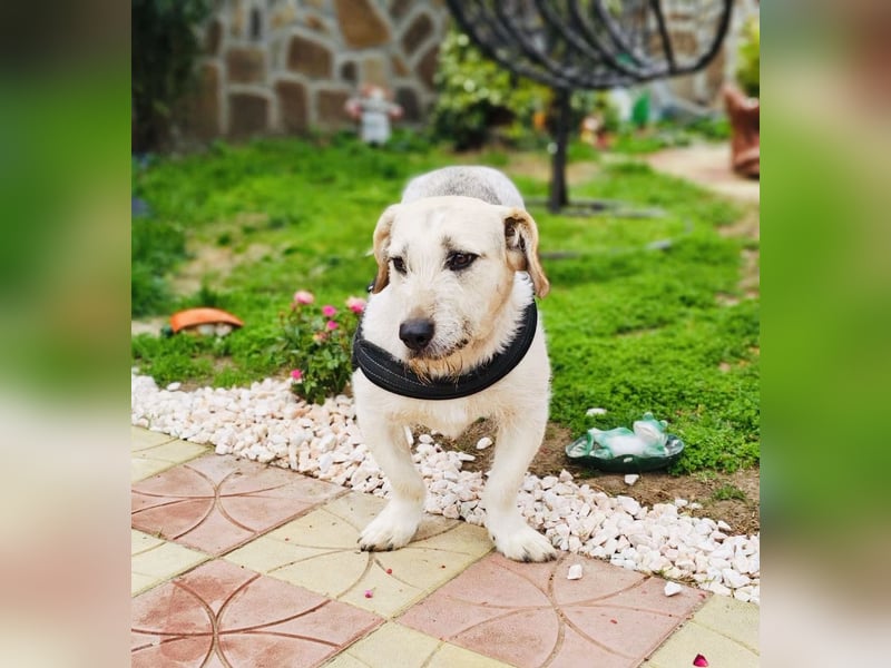 Irma eine Seele von Hündin