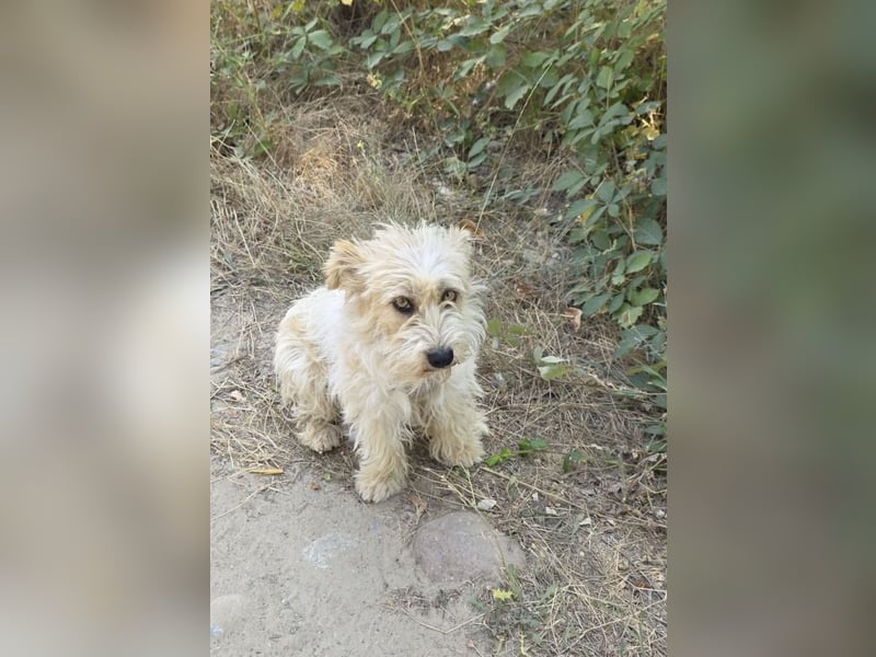 Norfolk Terrier Mix Mädchen Chara