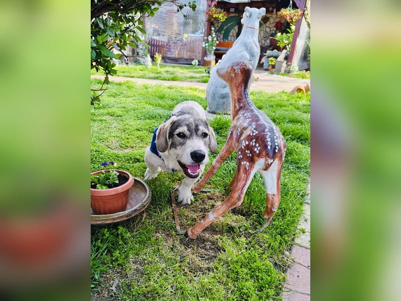 Basset Mix Karam sucht ein Zuhause