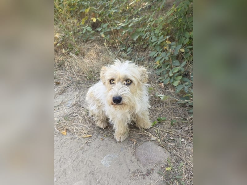 Norfolk Terrier Mix Mädchen Chara