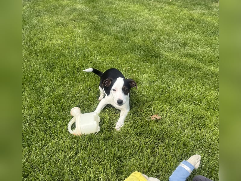 Jack Russel Mix Sparky sucht Körbchen