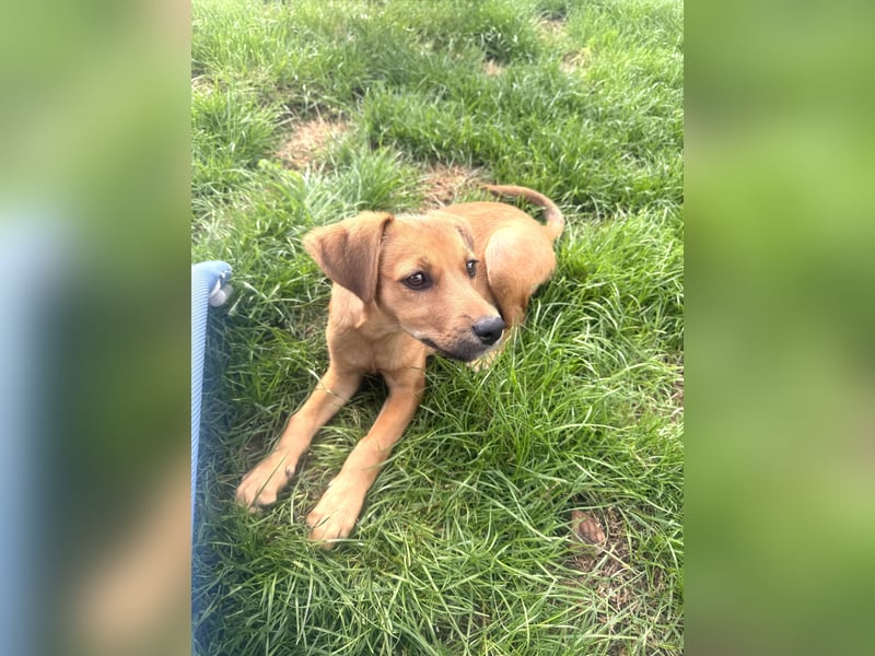 Ida ein Dackel Pinscher Mix Mädchen