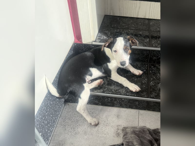 Jack Russel Mix Sparky sucht Körbchen