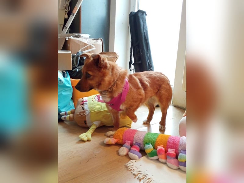 Süße Mango sucht ihr Zuhause