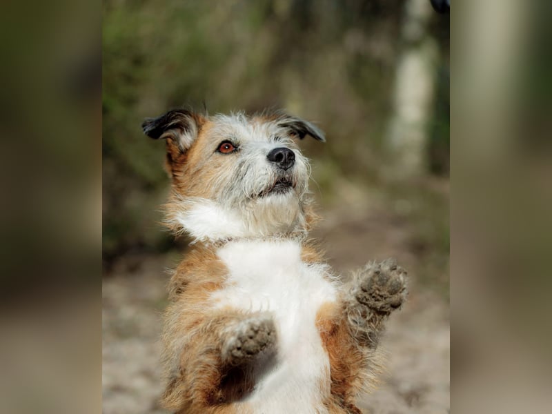 Unsichere Lizu wünscht sich erfahrene Menschen, die ihr ein Zuhause geben