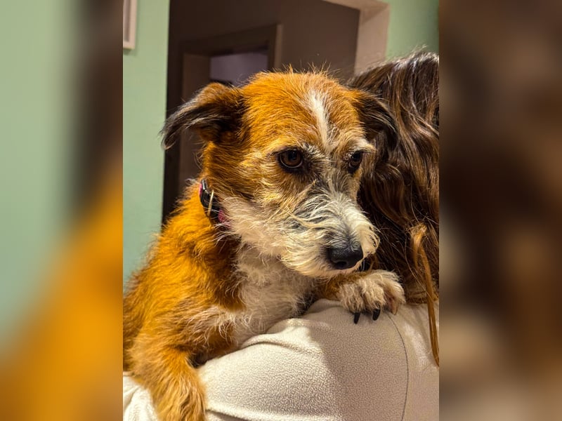 Unsichere Lizu wünscht sich erfahrene Menschen, die ihr ein Zuhause geben