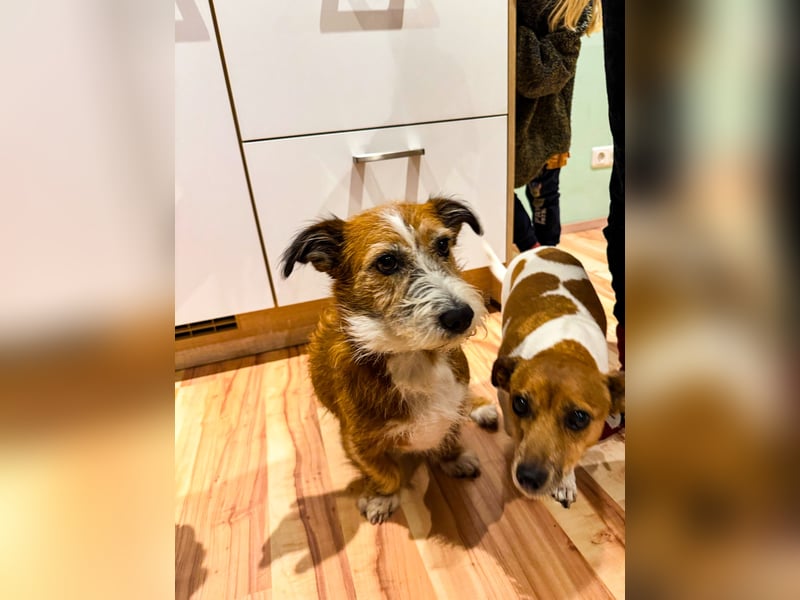 Unsichere Lizu wünscht sich erfahrene Menschen, die ihr ein Zuhause geben