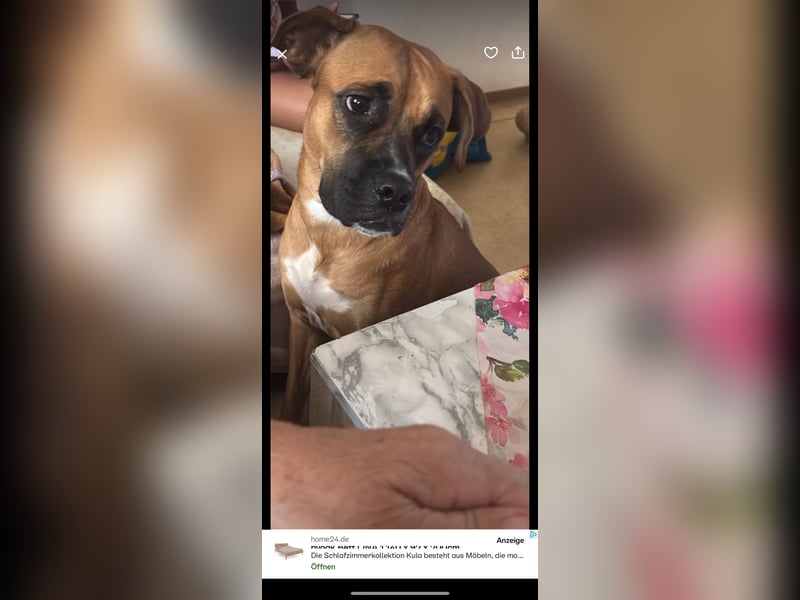 Hündin zu verkaufen