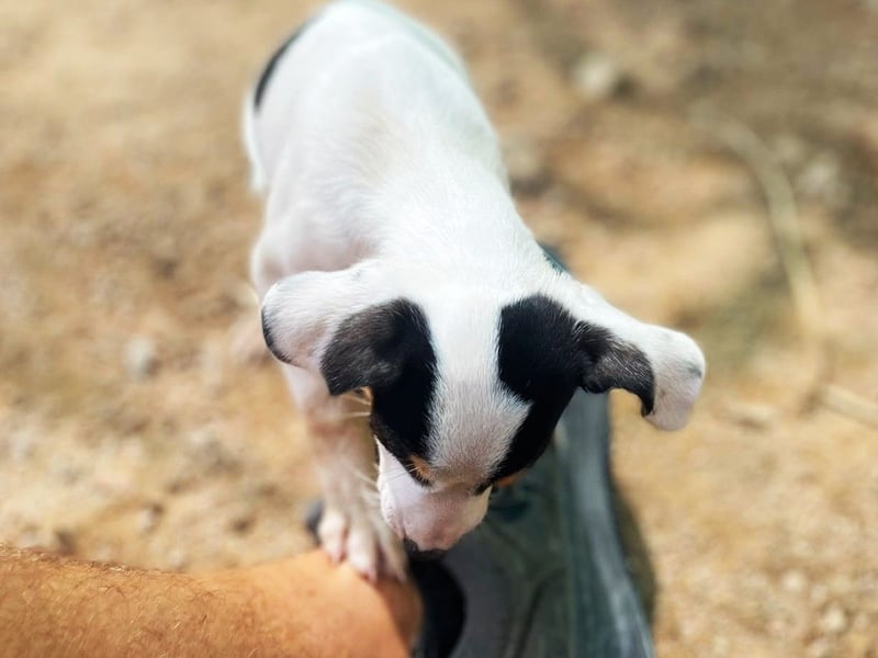 Milka - Sie will alle verzaubern!