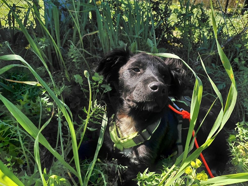 Dusty – Quirliger Welpe mit Herz sucht sein Zuhause