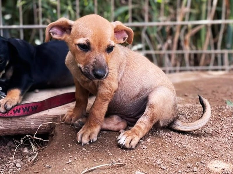Mini Mina - zuckersüße Zaubermaus sucht Familie