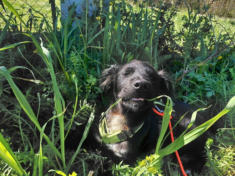 Dusty – Quirliger Welpe mit Herz sucht sein Zuhause