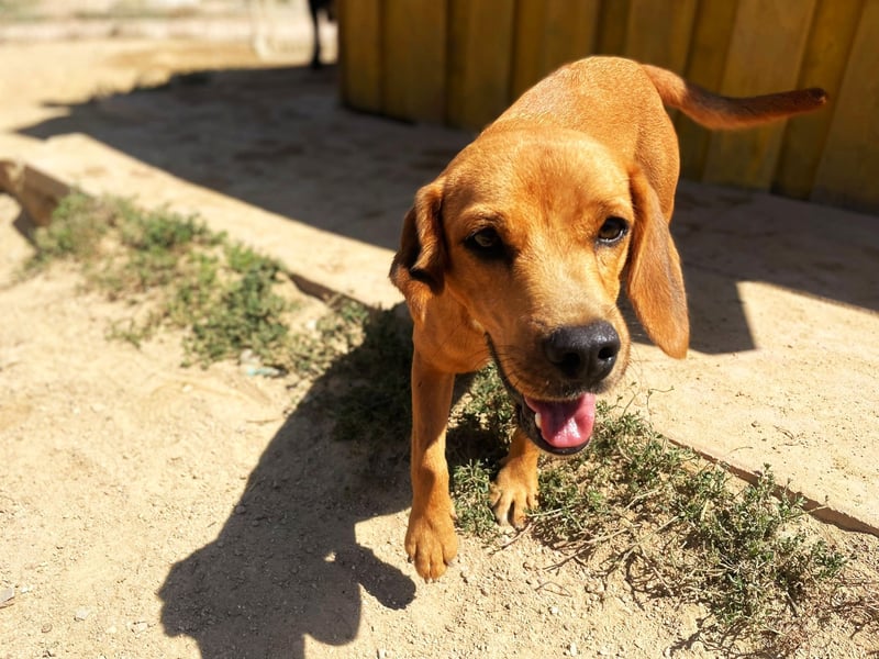 Zoro – Süßer Traumbursche sucht seine eigene Familie