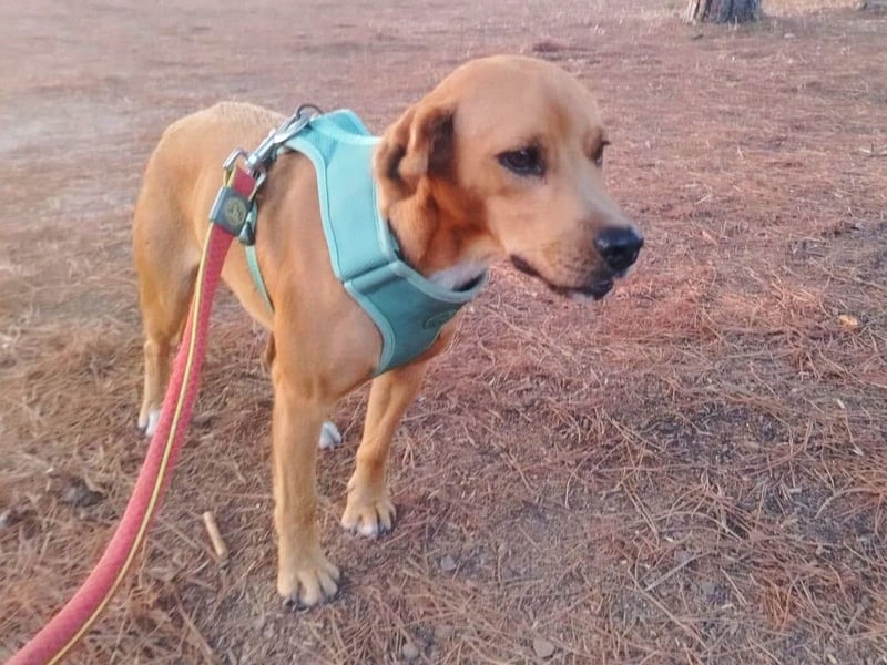 Zoro – Süßer Traumbursche sucht seine eigene Familie