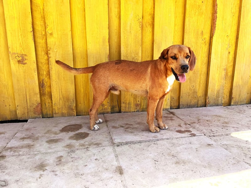 Zoro – Süßer Traumbursche sucht seine eigene Familie
