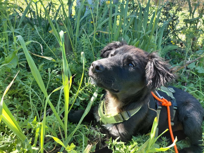 Dusty – Quirliger Welpe mit Herz sucht sein Zuhause