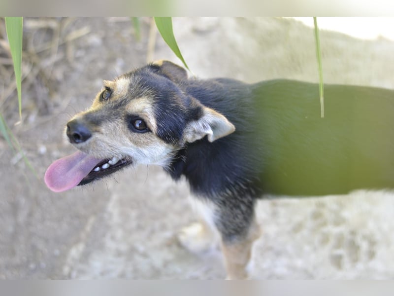 Poppi- ist reserviert