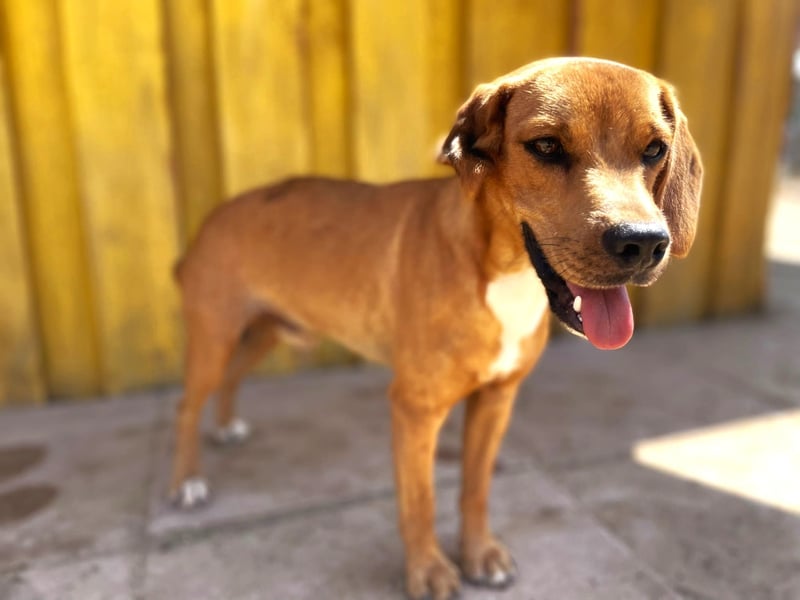 Zoro – Süßer Traumbursche sucht seine eigene Familie