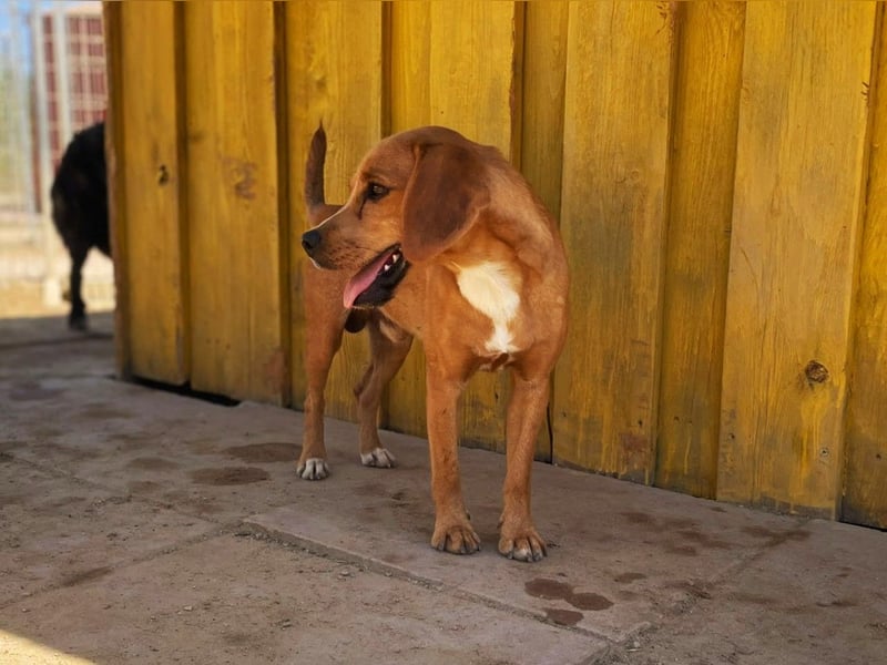 Zoro – Süßer Traumbursche sucht seine eigene Familie