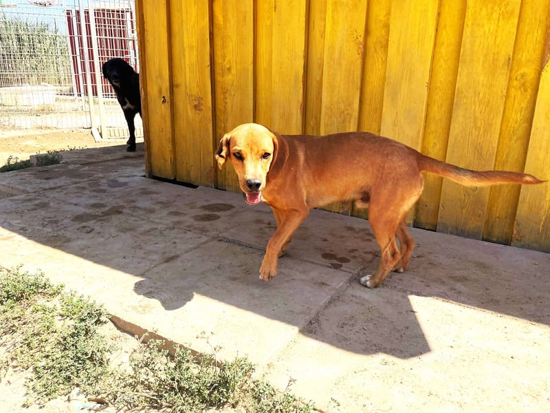 Zoro – Süßer Traumbursche sucht seine eigene Familie